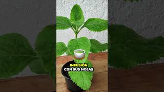 5 Plantas Medicinales Asombrosas Echinacea Hibisco Boldo Valeriana y Pasiflora – PARTE 3 🌿🌺💊 [upl. by Arty521]