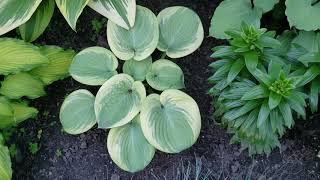 How To Split or Divide and Transplant Hostas [upl. by Tarrant202]