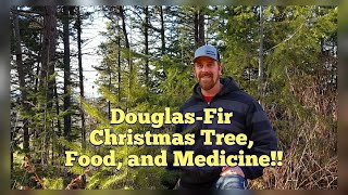 Douglas Fir Identification  More than Just a Christmas Tree Its Edible and Medicinal [upl. by Nogem]