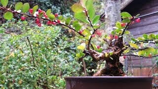 2015 11 23 針蔓柾盆栽ハリツルマサキ Maytenus Bonsai [upl. by Ociram15]