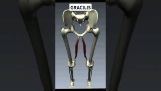 Write Gracilis Muscle Action [upl. by Rammus201]