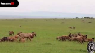 Flock of Hyenas VS Lioness And Lion Comes [upl. by Crisey516]