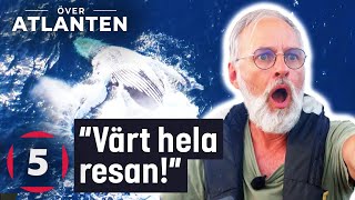 MAGISKT när valar besöker besättningen  Över Atlanten  Kanal 5 Sverige [upl. by Ellynn]