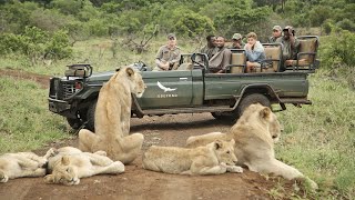 AFRICAN SAFARI 4K  Incredible Big Five animal sightings Kruger National Park [upl. by Deeas]