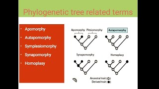 Apomorphy  Autapomorphy  Symplesiomorphy  Homoplasy [upl. by Etteniotnna931]