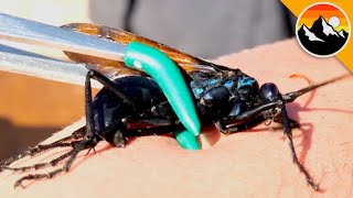 Largest Wasp in the USA Stings Me [upl. by Lajet49]