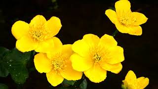 Dotterblume – Sumpfdotterblume Caltha palustris Zoo Schönbrunn – marshmarigold kingcup in vienna [upl. by Ydnam]