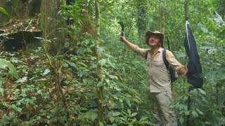 Dr Julian Bayliss The Lost Forest of Mount Mabu [upl. by Yntirb]