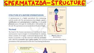 Structure of Spermatozoa [upl. by Eben]