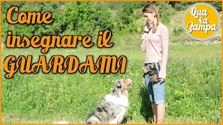 Come insegnare il GUARDAMI  Addestramento Educazione cani n° 28  Qua la Zampa [upl. by Kempe]