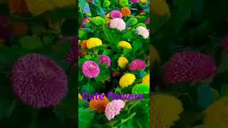 cuteflowerssupersongshortvideosshortsfeedshortstrendingshort🌹🌹viarlshortsuperflowers [upl. by Alilahk]