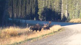 Best Moose Fight Rutting bull moose have a fight [upl. by Gargan]