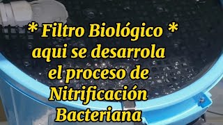 🐟 Filtro Biológico en Sistema RAS Recirculating Aquaculture System Doméstico Crianza Tilapias🐟 [upl. by Euhsoj899]