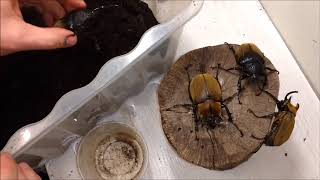 Another monster elephant beetle Megasoma typhon gyas porioni fresh adults are waking up [upl. by Belier]