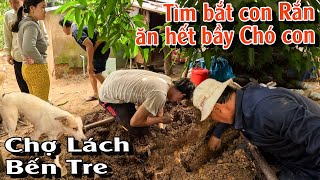 Tìm bắt con Rắn ăn hết cả bầy Chó con  TGSB 982 [upl. by Treiber]