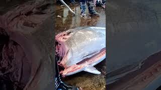 416kg Gigantic Bluefin Tuna Expertly Carved in a Remarkable 60 Seconds [upl. by Niobe]