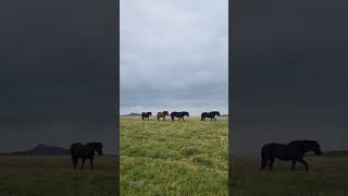 Beautiful wild Horses 🐎 Dartmoor Ponies Haytor 2024 dartmoorpony horses Horse pony ponies [upl. by Birdt]