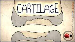 Cartilage Science Explained [upl. by Ahsaercal]