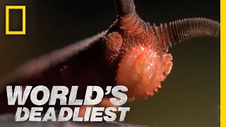 Bizarre Slime Cannon Attack  Worlds Deadliest [upl. by Fredric]