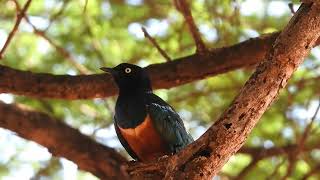 Superb Starling [upl. by Mcclenaghan517]