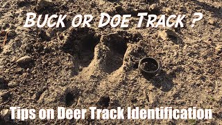 How to ID Deer Tracks [upl. by Alene]