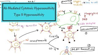 Type II Hypersensitivity – Ab Mediated Cytotoxic Hypersensitivity [upl. by Spiro]