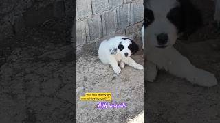 The chubbiest puppies in the world😲🤣shortvideo shorts petsfunny cuteanimalpuppyfunnypetsdog [upl. by Aiekahs]