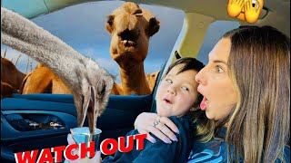 WILD DRIVETHRU ZOO EXPERIENCE 🐪 [upl. by Yerffoj]