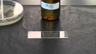 BIO 2192 UNIT 8  Catalase Test [upl. by Novyaj]