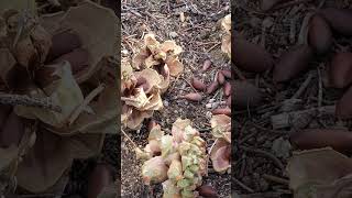 Pinyon Pine Nuts Near Kennedy Meadows sierranevadamountains nature sierranevada wilderness [upl. by Duma]