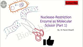 Restriction Enzymes part 1 [upl. by Nino826]