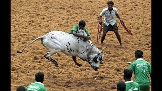 அடுத்த அப்பு Pராஜசேகர் மாடு  Palamedu Jallikattu  Alanganallur jallikattu [upl. by Nitsuj]