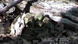 Timber rattlesnake ambush posture [upl. by Nylyoj683]