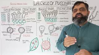 Life Cycle of Puccinia English medium  Prof Masood Fuzail  Rusts Fungi  TeleutosporesTeliospores [upl. by Whetstone]