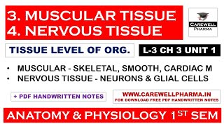 Muscular Tissue  Nervous Tissue  L3 Ch 3 Unit 1  Tissue anatomy and physiology  Carewell Pharma [upl. by Felicia]