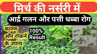 Damping Off Seedlings।। Leaf Spot In Chilli Nursery।। मिर्च की नर्सरी में आर्द्र गलन और पत्ती धब्बा। [upl. by Adahsar]