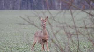 UN CHEVREUIL ABOIE  Capreolus capreolus [upl. by Baynebridge726]