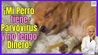 🔴 MI PERRO TIENE PARVOVIRUS Y NO TENGO DINERO ¿QUE HAGO ¿SE PUEDE SALVAR 🔴 [upl. by Eibrab]