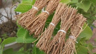 Medicinal uses of khus khus Vetiver Chrysopogon zizanioides as antiinflammatory and antiseptic [upl. by Adnuhser]