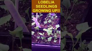 Check Out The Lobelia Seedlings  Theyve Grown amp Ready For Repotting [upl. by Joshuah]