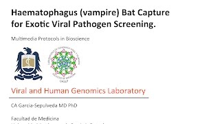 Exotic viral pathogen surveillance in Mexican bat populations [upl. by Max]