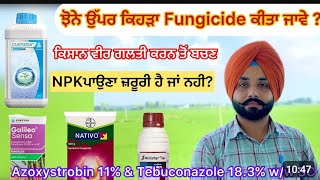 Custodia VS Amistar Top ਝੋਨੇ ਉਪਰ ਕਿਹੜੀ ਫੰਗੀਸਾਈਡ ਕੀਤੀ ਜਾਵੇ agriculture farming [upl. by Firestone]