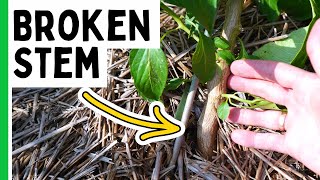 Avoid BROKEN Pepper Plants [upl. by Ariel538]