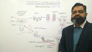 Basidiomycota Urdu Hindi medium profmasoodfuzail Life Cycle of Mushroom  Club Fungi [upl. by Kimon384]