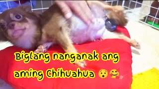 Chihuahua giving birth for the 1st time Chihuahua Breeding [upl. by Ezekiel]