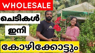 മൊത്തമായും ചില്ലറയായും ചെടികൾ  plant with rate Wholesale plants in Kozhikode shilpazz thattikootu [upl. by Akienom]