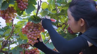 How to cultivate grapes  Harvesting grapes  rural life Green Fruit Channel [upl. by Abagail224]