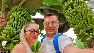 Cum Arată o Plantație de BANANE  Cea Mai Frumoasa Ferma de Banane  La Cules de Banane [upl. by Ahsinal170]