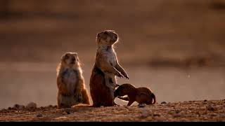 Prairie dog puppies Natures most Adorable amp Endearing Creatures [upl. by Nallac623]