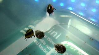 Horned Nerite Snails quotwalkingquot beneath the water surface [upl. by Assirroc122]